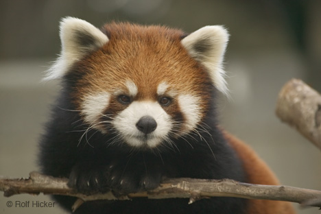 ............................................................... Let's not add the Kyoto to the same box as this cute Red Panda