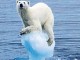 11665_polarbear_1_460x230