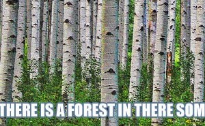 Missing the forest for the trees